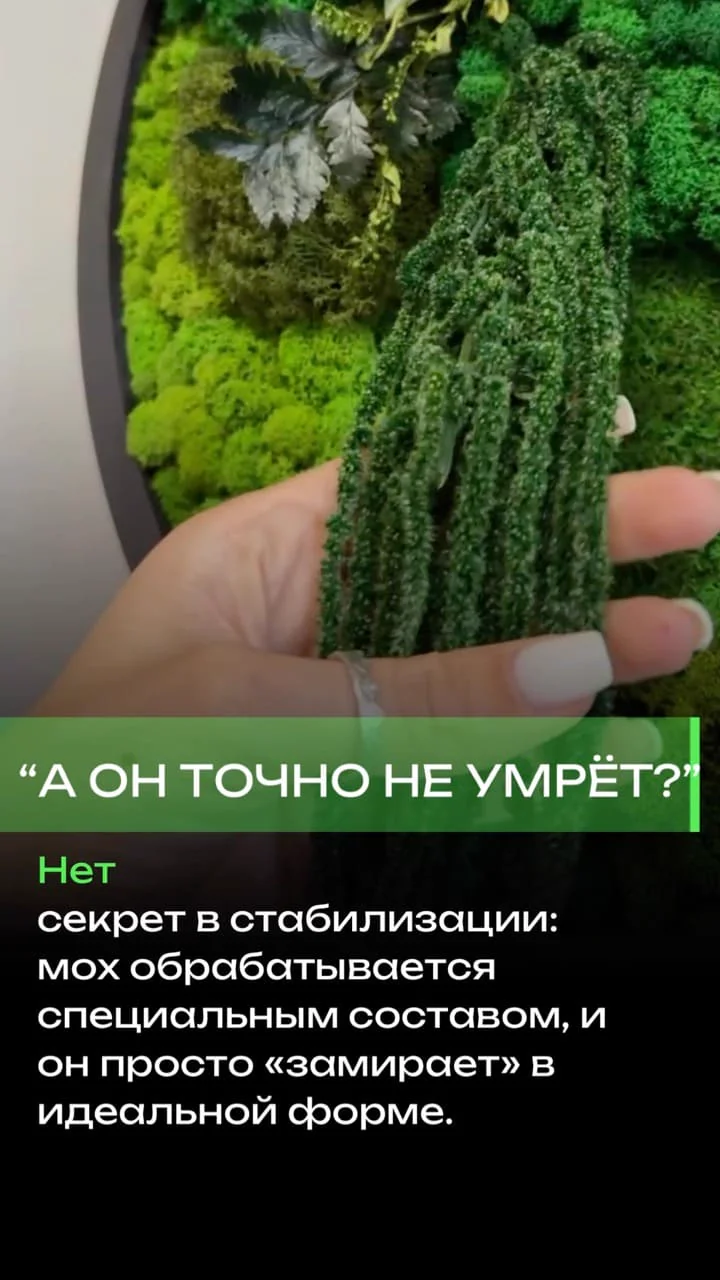 Ответ на вопрос: умрет ли стабилизированный мох
